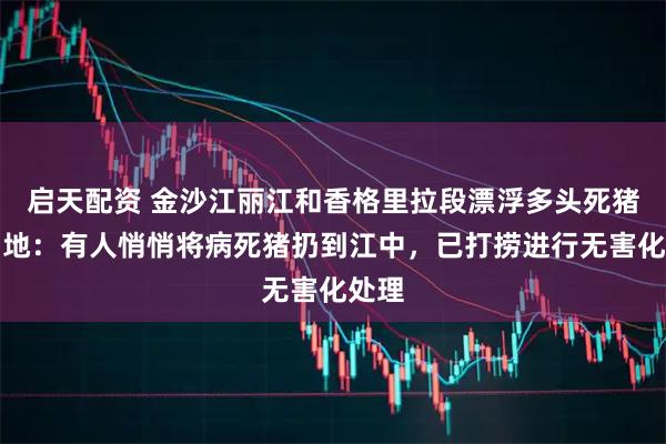 启天配资 金沙江丽江和香格里拉段漂浮多头死猪，当地：有人悄悄将病死猪扔到江中，已打捞进行无害化处理